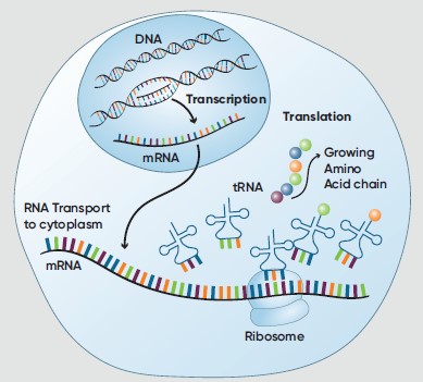 RNAi cell graphic
