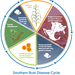Southern Rust Disease Cycle Chart